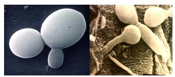 Figure 1: Microscopic image of the cells of the normal yeast- like fungus C. albicans (Volk, 1999) Figure 2: Microscopic image of the cells of pathogenic C. albicans with hyphae (Lewis, 2011) C.