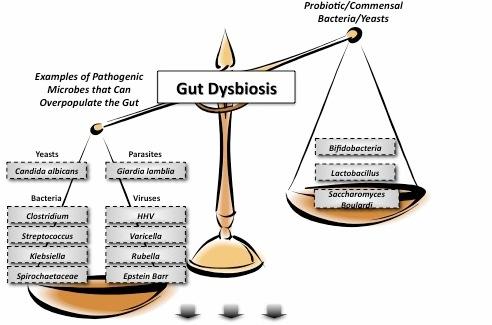 Dysbiosis in the Gut Disturbance of the balance of the intestinal