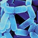 Modulation of the Gut Flora Probiotics Live microorganisms which when