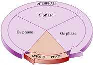The Cell Cycle and Interphase 2. Identify the two primary parts of the cell cycle. 3.