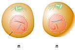 22. Explain why the daughter cells produced by Meiosis I are haploid? At this point, the meiotic daughter cells contain BOTH copies of one chromosome. They are called sister chromatids. 23.