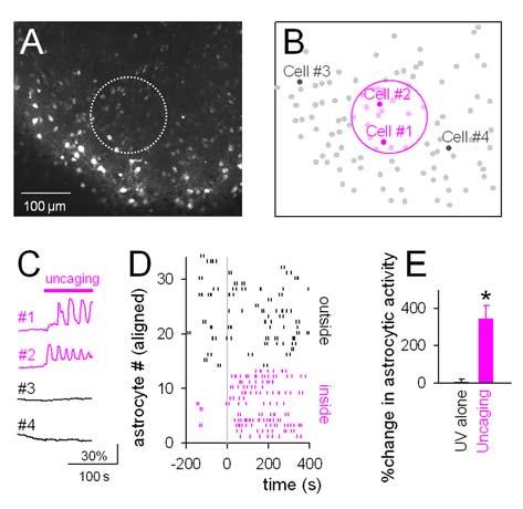 Supporting Online Materials Page 13 Fig. S6. UV-evoked uncaging of NP EGTA induces calcium activity in astrocytes in the UV-illuminated region.