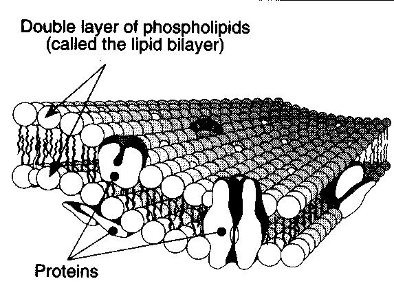 Structure of the plasma membrane The plasma membrane is a