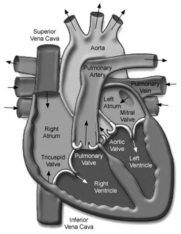 Veins The Heart The heart consists of four chambers Valves that open and close to allow blood to enter and
