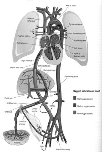 Fetal Circulation Things unique to Fetal Circulation Foramen Ovale Ductus Arteriosus Ductus Venosus Placenta Umbilical Vessels Dominant Right Heart pumping 2/3 of combined