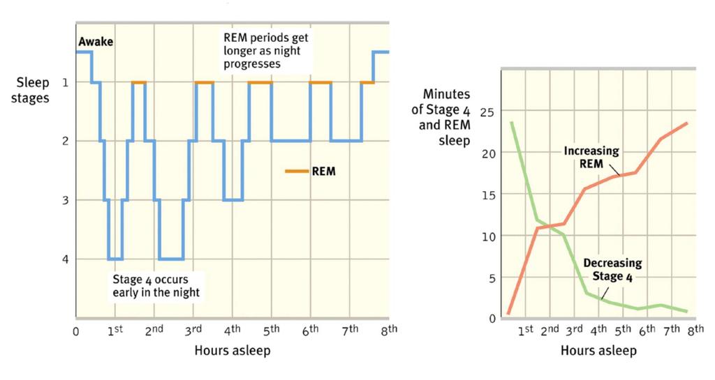 90-Minute Cycles During Sleep With each 90-minute cycle,