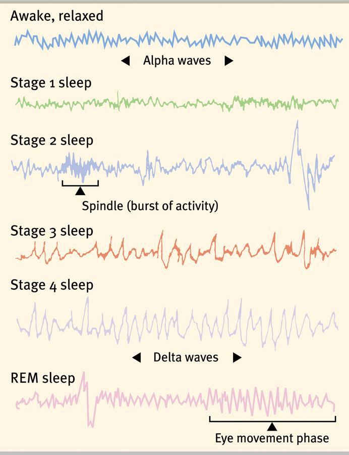 The link between REM sleep and dreaming has