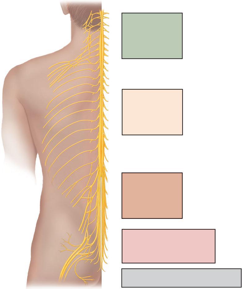 Cervical plexus Brachial plexus Cervical enlargement Intercostal nerves Cervical nerves C 1 C 8 Thoracic nerves T 1 T 12 Lumbar