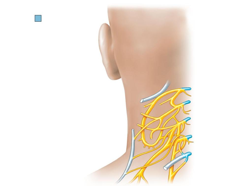 Ventral rami Segmental branches Hypoglossal nerve (XII) Lesser occipital nerve Greater auricular nerve Transverse cervical