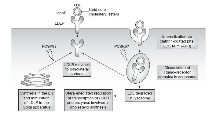 The LDL-receptor pathway Soutar, A