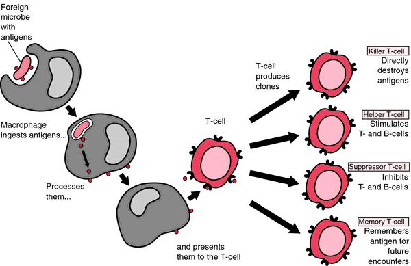 Cell mediated response Figure 2 Socratic Antibodies Antibodies are globular protein molecules produced by lymphocytes.