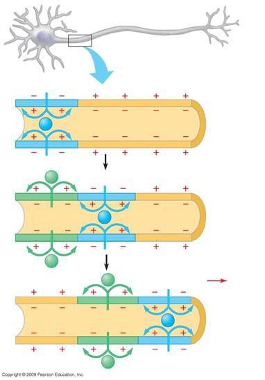 16. Here is a closer look at what is happening along the membrane as a wave of depolarization (an action potential) travels along the length of the axon.