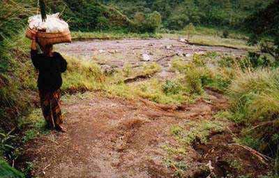 vetiver to stabilise dirt tracks 31 May 2000: Ed Balbarino, Philippine Vetiver