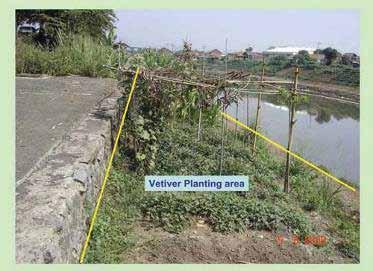phytoremediation of septic tank waste water from 150 family
