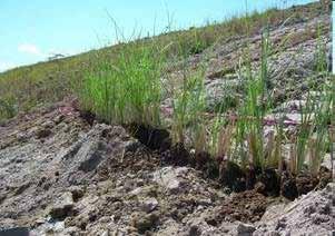 planting on tailings slopes Soil characteristic is so bad, low