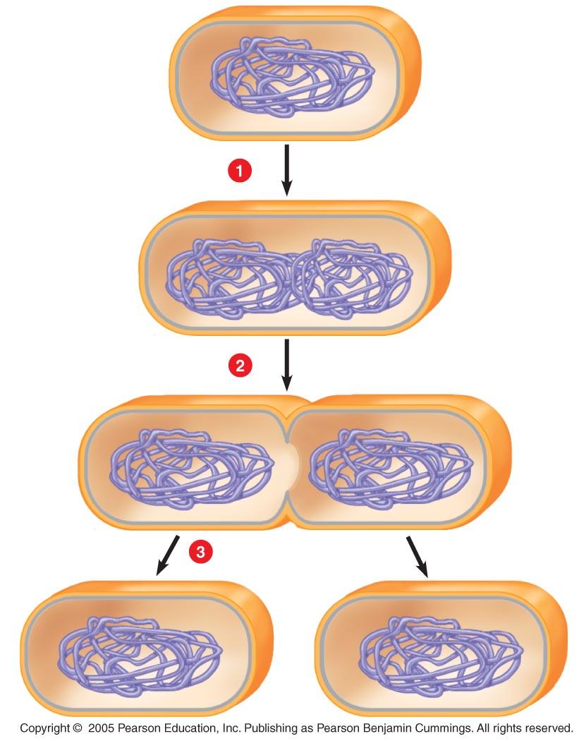 LE 8-3a Prokaryotic! chromosome Plasma! membrane Cell wall Duplication of chromosome!