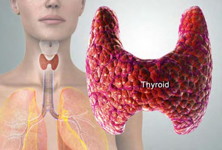 Thyroid disease The prevalence of thyroid disease in the elderly is twice that in younger people Hypothyroidism: 2-7%; hyperthyroidism: 2% Up
