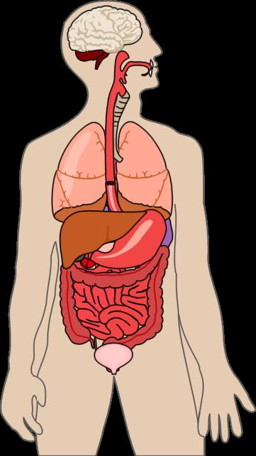 Brain LUNCH: Nachos, beans, Gatorade Lungs Esophagus Trachea Macromolecules present: Liver