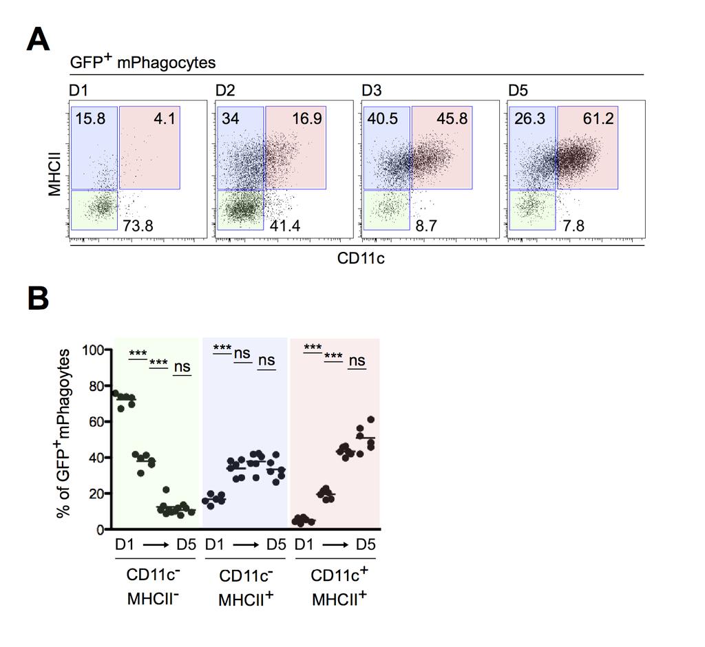 Figure S3. Tracking the fate of recruited phagocytes at the site of infection: MHC class II and CD11c expression. C57BL/6 mice were infected with DsRed-expressing L. major parasites in the ear dermis.