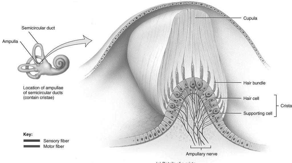 Crista: Ampulla of Semicircular Ducts Detection of Rotational Movement Small elevation within each of three semicircular ducts Hair cells are covered with cupula (gelatinous material) When you move,