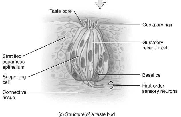 An oval body consisting of 50 receptor cells plus basal cells and supporting cells Each receptor cell contains a single gustatory