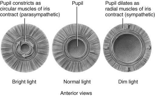 melanocytes and smooth muscle hole in center is pupil function is to regulate
