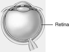 of eyeball Blood vessels nourishment to retina visible for inspection
