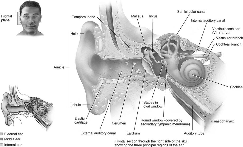 External Ear Anatomy of the Ear Region The external (outer) ear collects sound waves and passes them