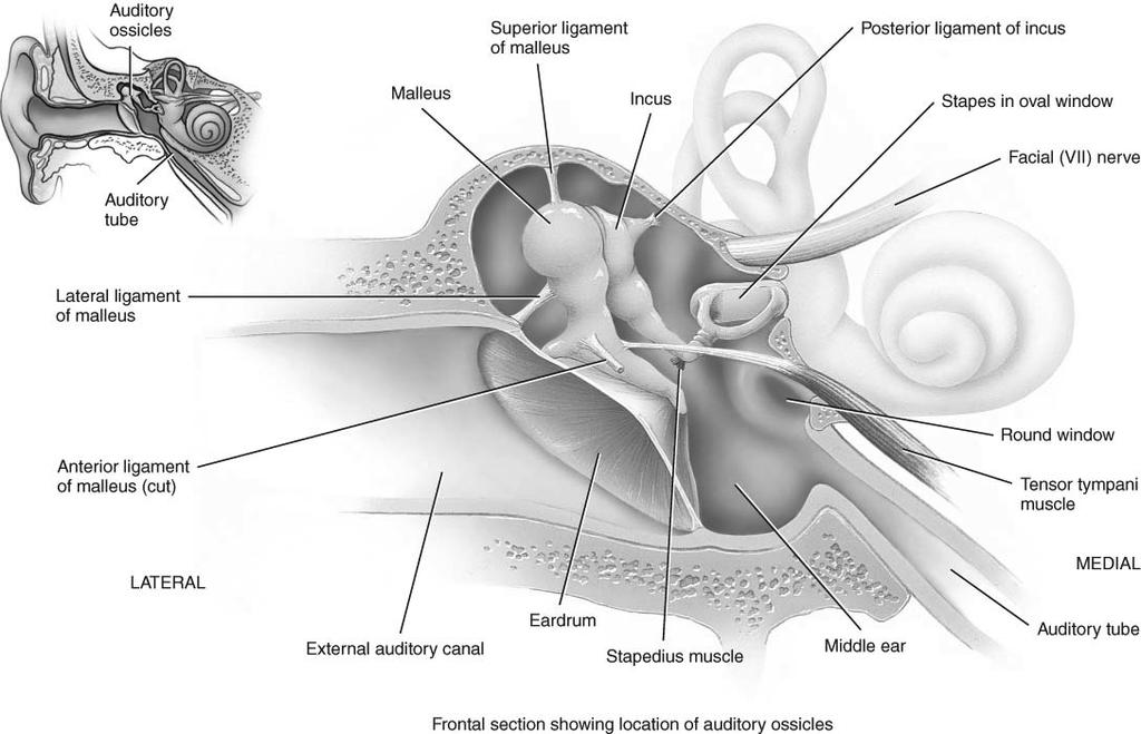 internal ear by oval & round windows 3 ear ossicles malleus attached to eardrum incus stapes attached