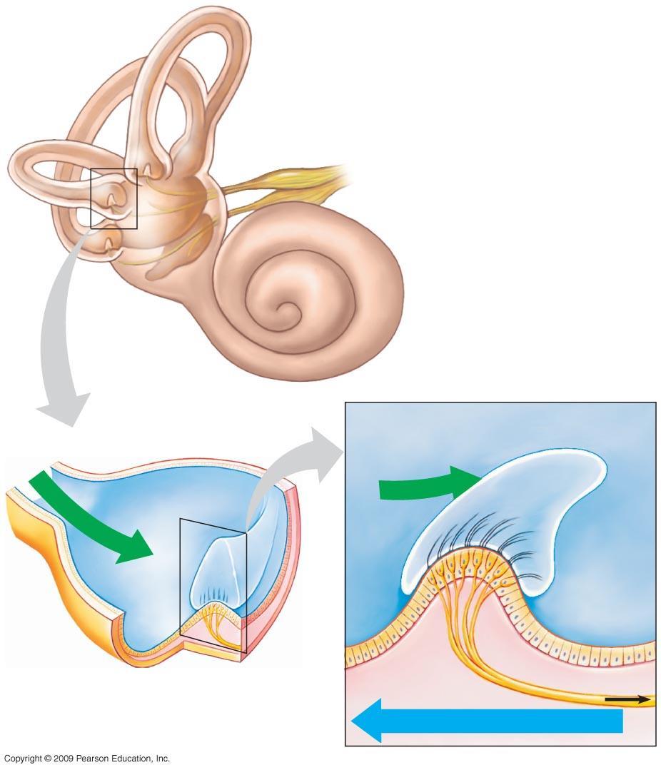 Semicircular canals Nerve Cochlea Utricle Flow of fluid Saccule Flow of