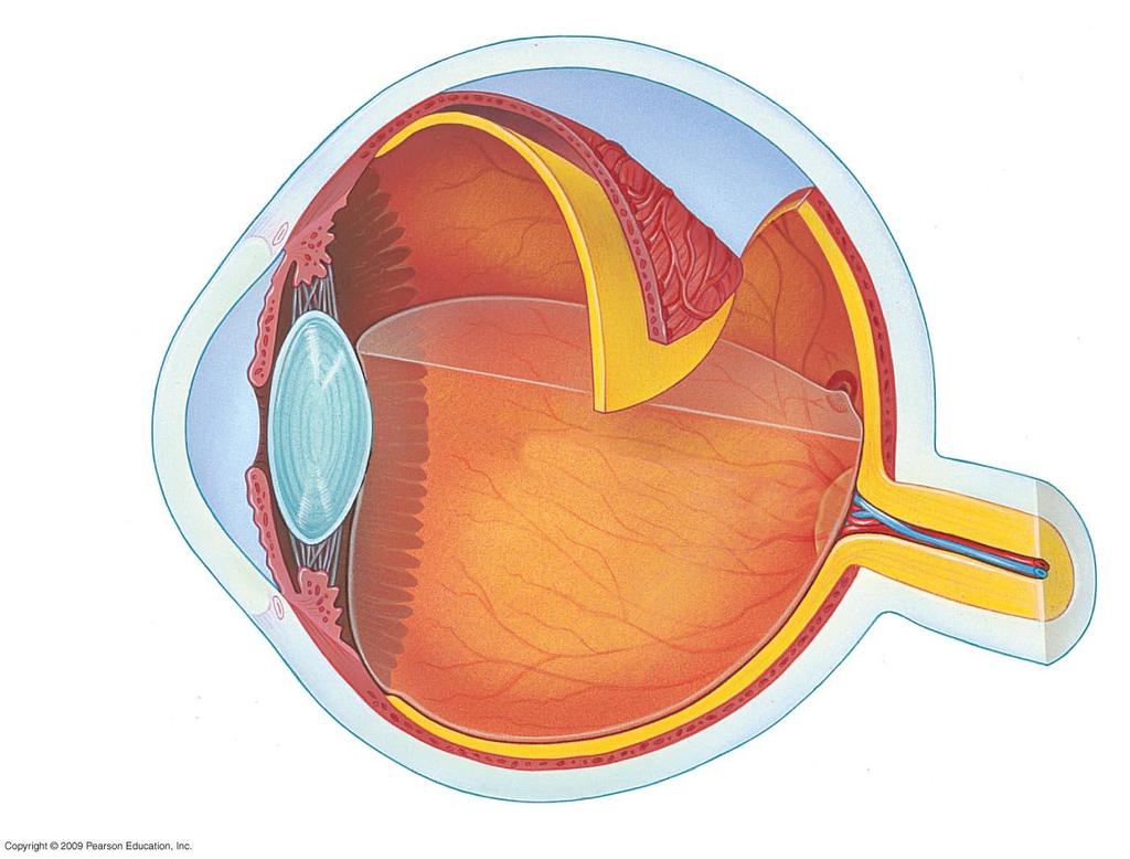 Sclera Ciliary body Ligament Cornea Iris Pupil Choroid Retina Fovea (center of