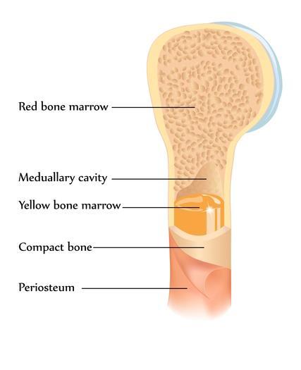 Section 1: Bone Marrow Basics The Importance of Normal Bone Marrow Bone marrow is the birthplace of the human immune system.
