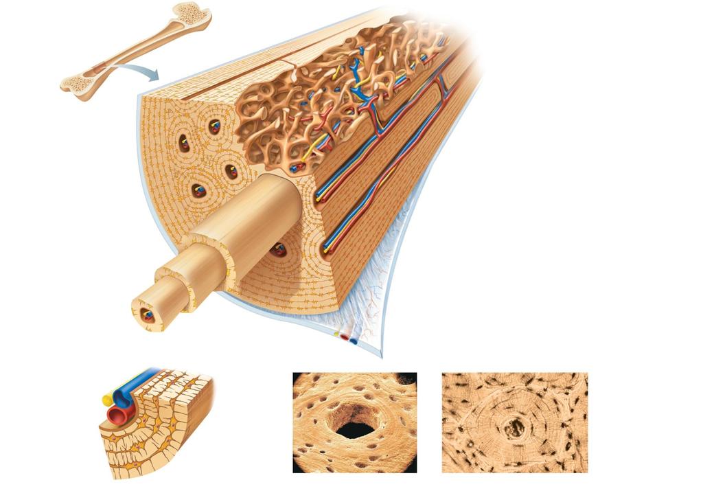 Compact bone Spongy bone Central (Haversian) canal Osteon (Haversian system) Circumferential lamellae Perforating (Volkmann s) canal Endosteum lining bony canals and covering trabeculae (a) Lamellae