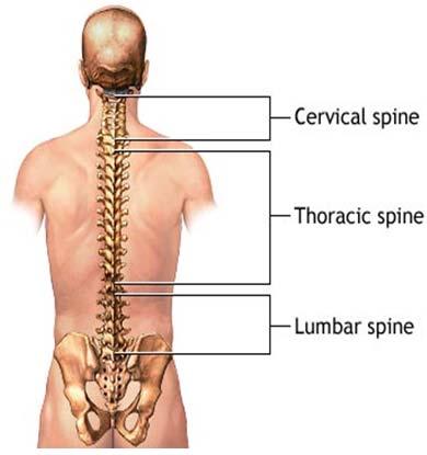 spinal cord rib cage