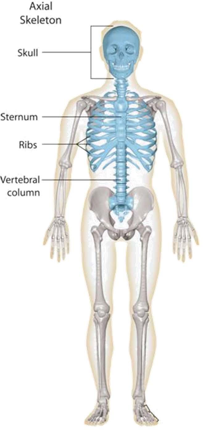 Parts of the skeleton 1) Axial skeleton includes skull, sternum, ribs and