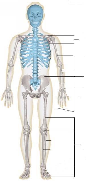 Parts of the skeleton 2) Appendicular skeleton includes shoulder, arm,