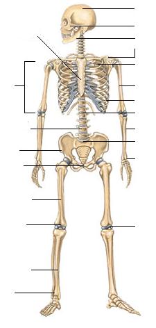Names of the bones in a skeleton cranium (skull) maxilla (cheekbone) sternum (breastbone) mandible (jaw) clavicle (collar bone) scapula (shoulder blade) rib cage humerus(upper arm bone) ribs
