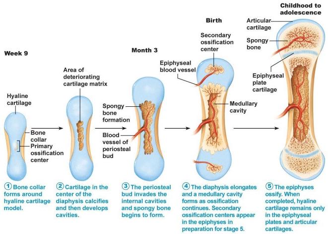 Development of Bones Cartilage is replaced by bone during the