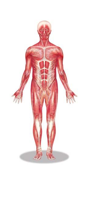 36.2 The Muscular System The muscular system moves substances throughout the body.