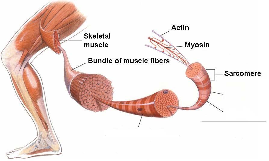 36.2 The Muscular System Structure of a muscle Muscle tissue is made