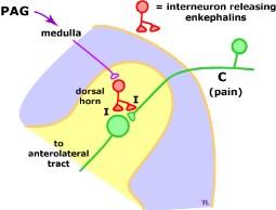 Horn Enkephalin interneuron Central Biasing Mechanism