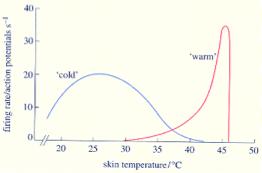 Thermoreceptors As a population, thermoreceptor neurons show two general response profiles as a function of temperature: Some receptors are cold sensitive, others are warm sensitive.
