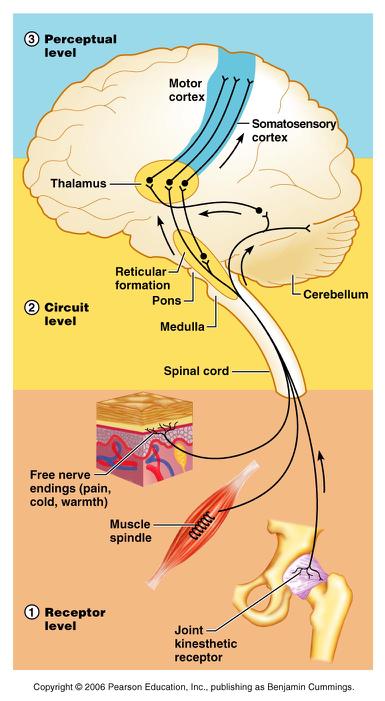 Organization of the Somatosensory System Input comes from exteroceptors, proprioceptors, and interoceptors The three main levels of neural integration in the somatosensory system are: Receptor level