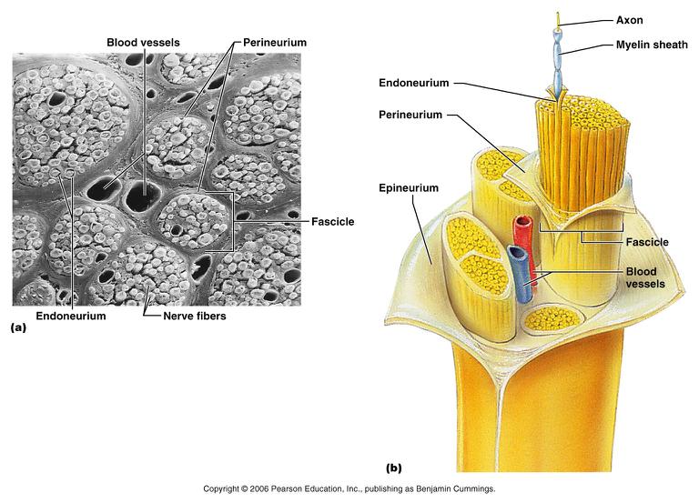 Structure of a Nerve Nerve cordlike organ of the PNS consisting of peripheral axons enclosed by connective tissue Connective tissue coverings include: Endoneurium loose connective tissue that