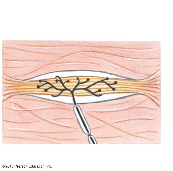 Collagen fibers Sensory nerve fiber Capsule f Ruffini corpuscle Dendrites ProprioReceptors They monitor position of joints, tension in ligaments and tendons and state of muscular contraction Joint