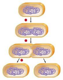 Mitosis and Cytokinesis Examples of Cell Numbers Human Body 50,000,000,000,000 cells Red blood cells 25,000,000,000