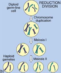 II METAPHASE II ANAPHASE II TELOPHASE II AND CYTOKINESIS Sister chromatids separate Haploid daughter cells form