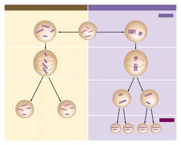 Duplicated chromosome (two sister chromatids) Parent cell (before chromosome replication) Chromosome Chromosome