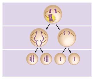 anaphase 2n Daughter cells of mitosis separate during anaphase I; sister chromatids remain together No further