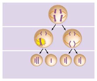 Daughter cells of meiosis I MEIOSIS II n n n n Daughter cells of meiosis II 4 5 2,600 21A Nondisjunction in